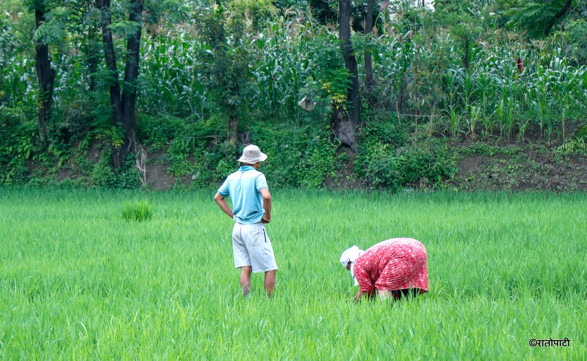kisan agriculture (10)
