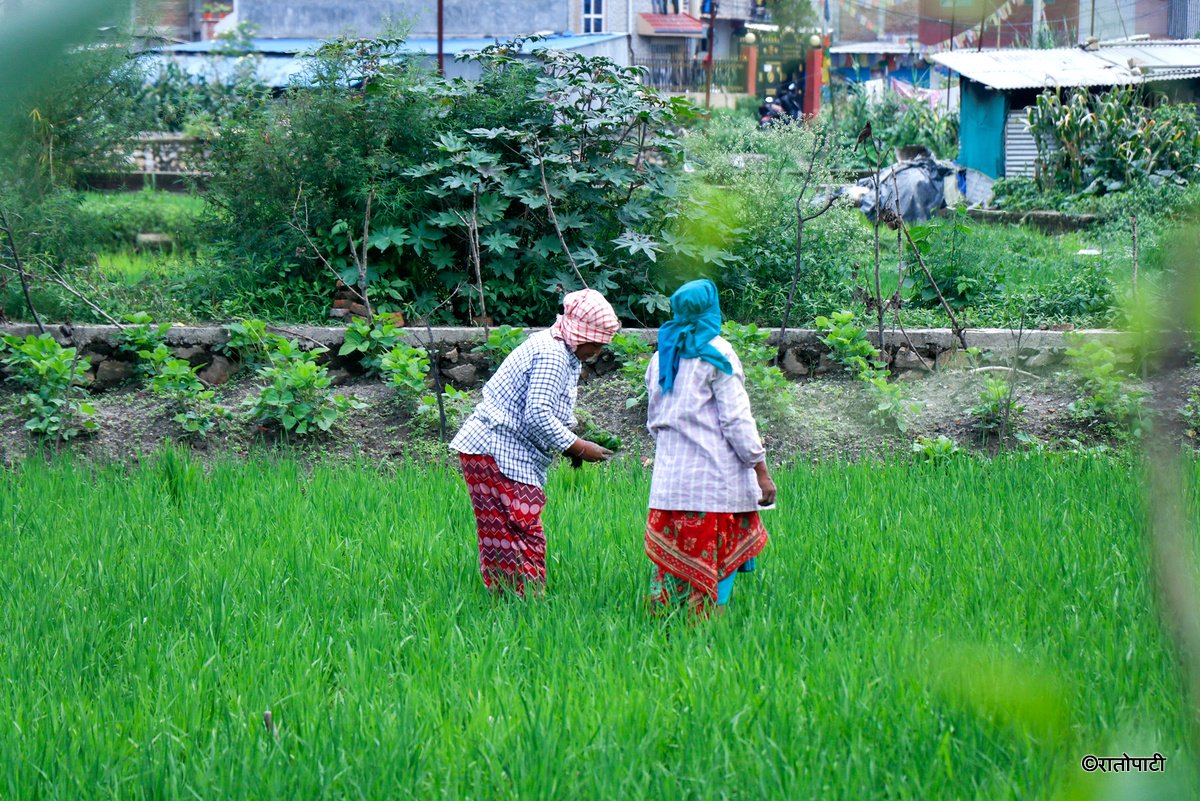 kisan agriculture (11)
