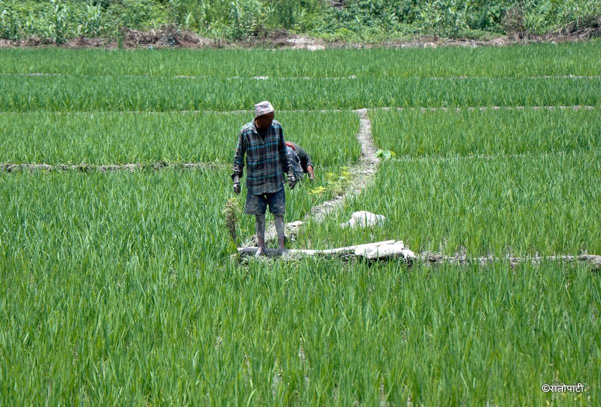 kisan agriculture (12)
