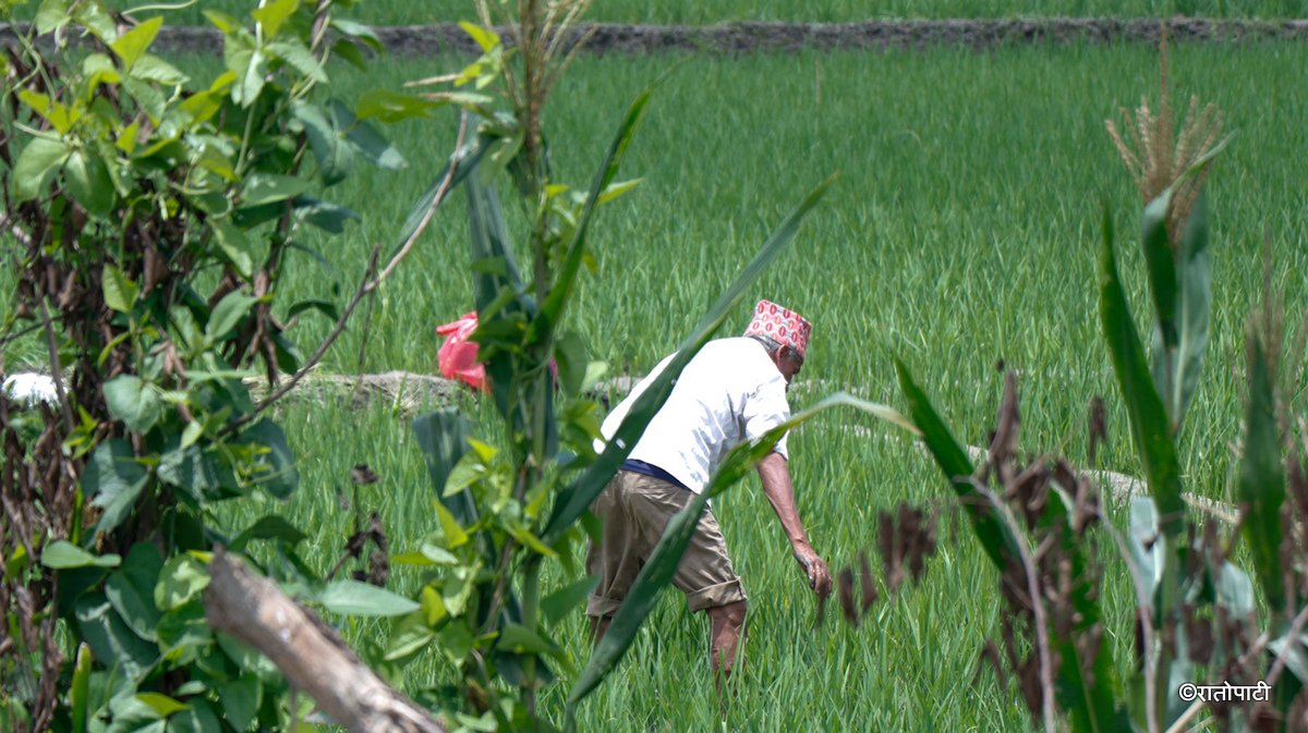 kisan agriculture (13)