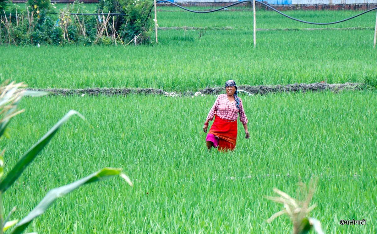 kisan agriculture (14)