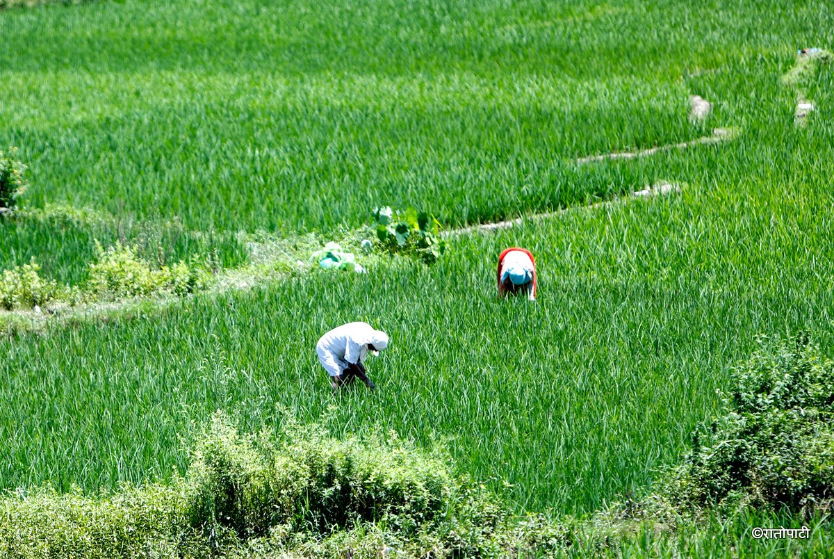 kisan agriculture (2)