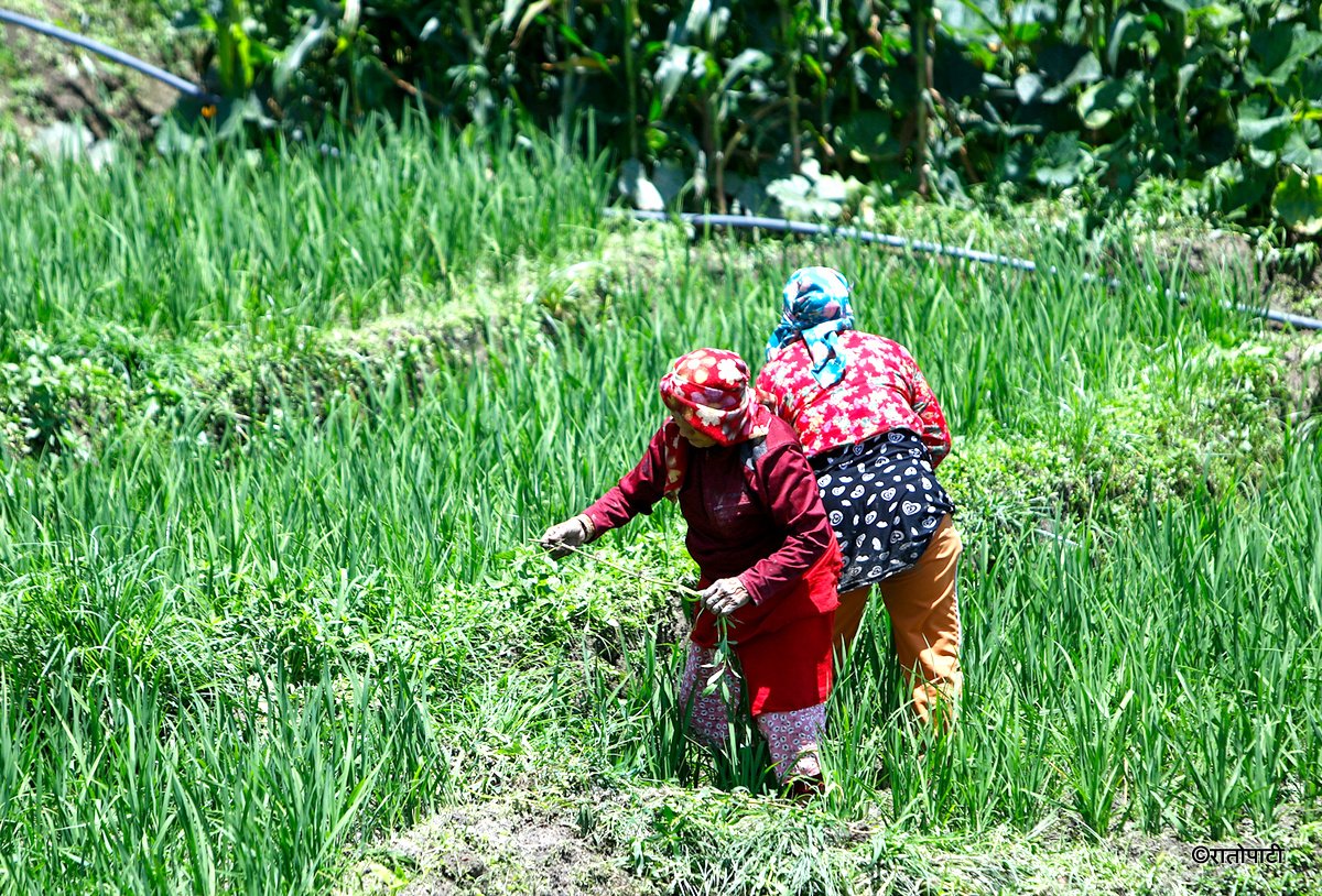 kisan agriculture (3)