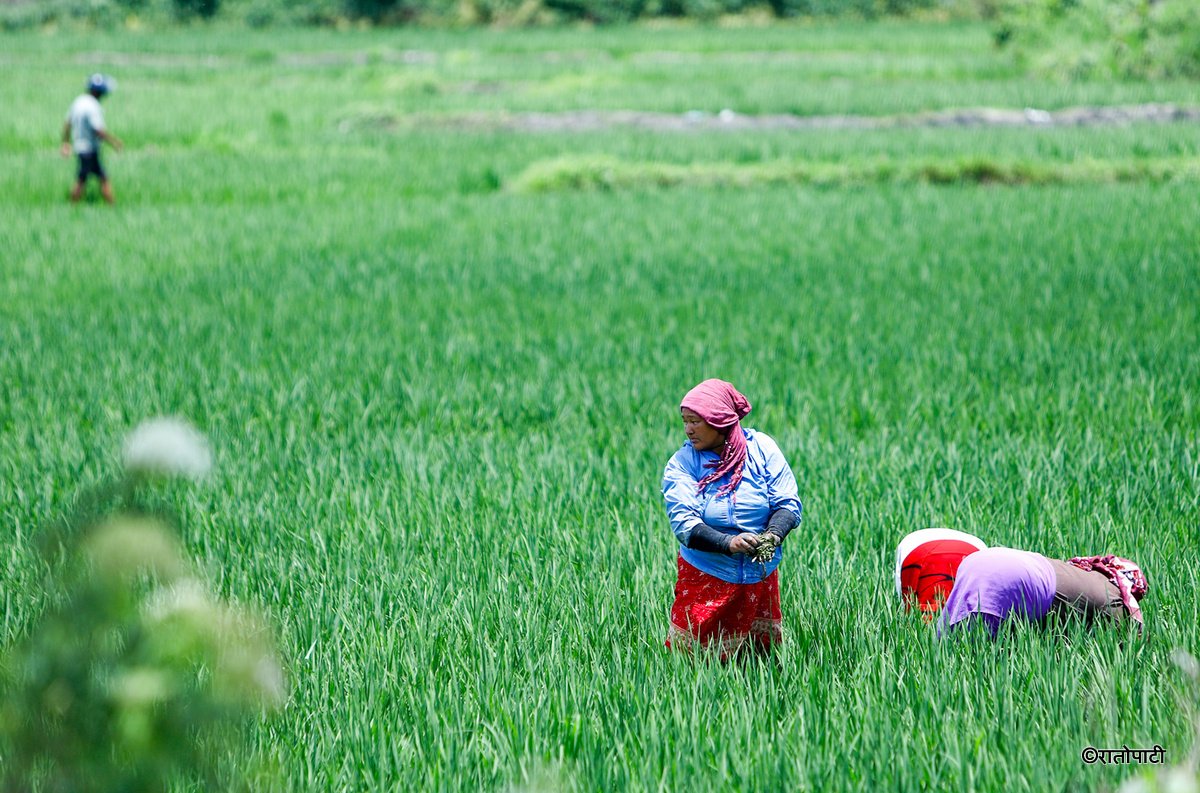 kisan agriculture (5)