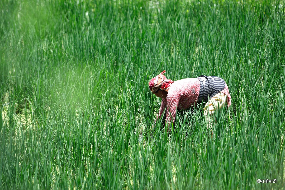 kisan agriculture (7)