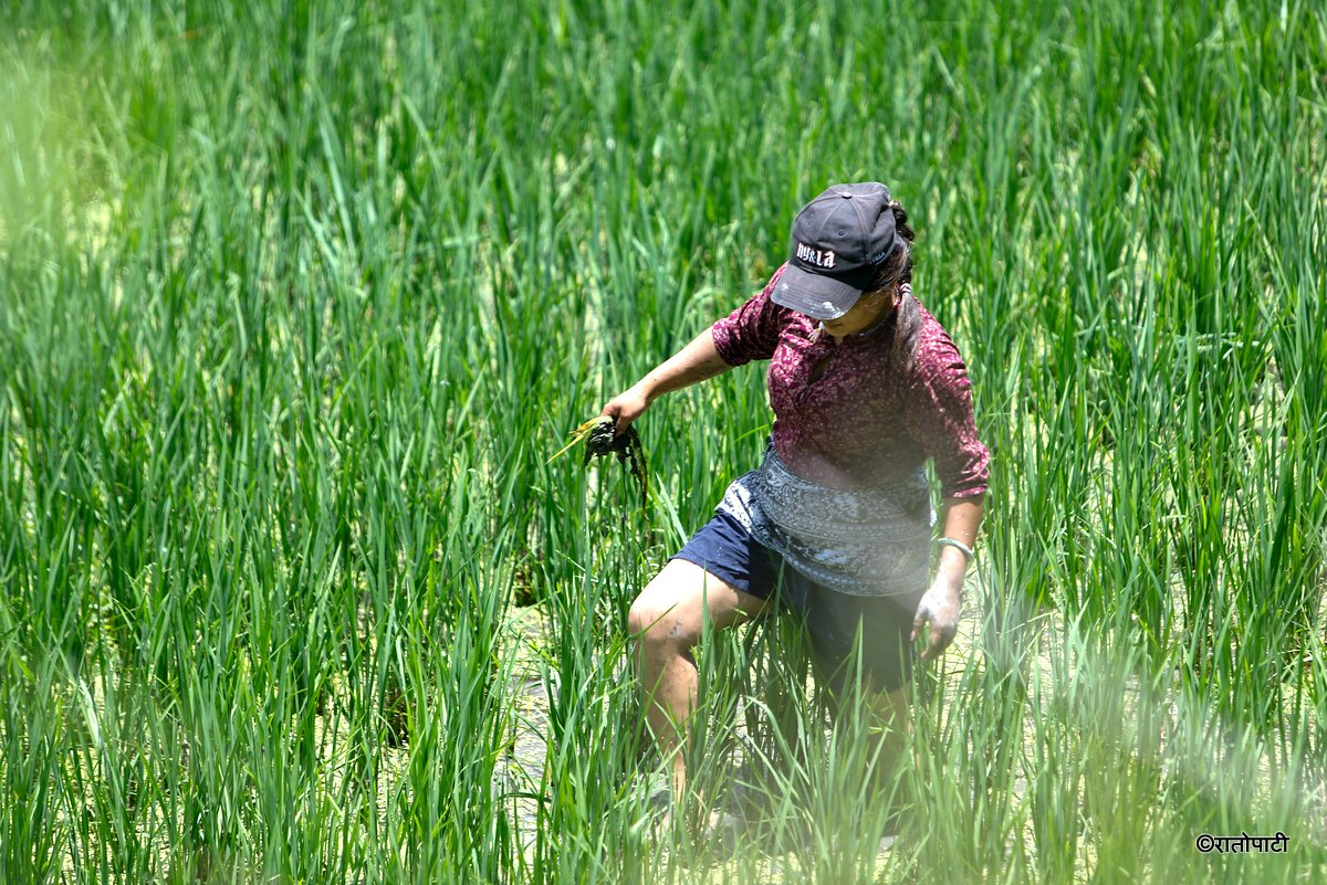 kisan agriculture (8)