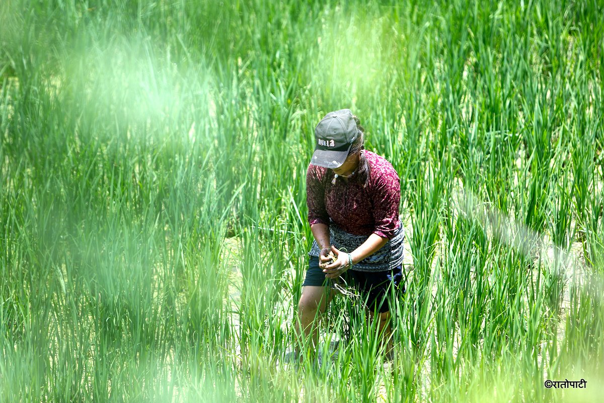 kisan agriculture (9)