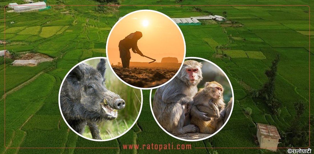   वन्यजन्तुबाट हैरान छन् किसान, ‘मिनी संसद्’मा सतही बहस