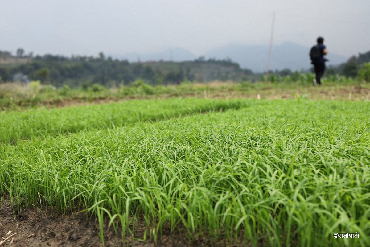 kisan khet agriculture (11)