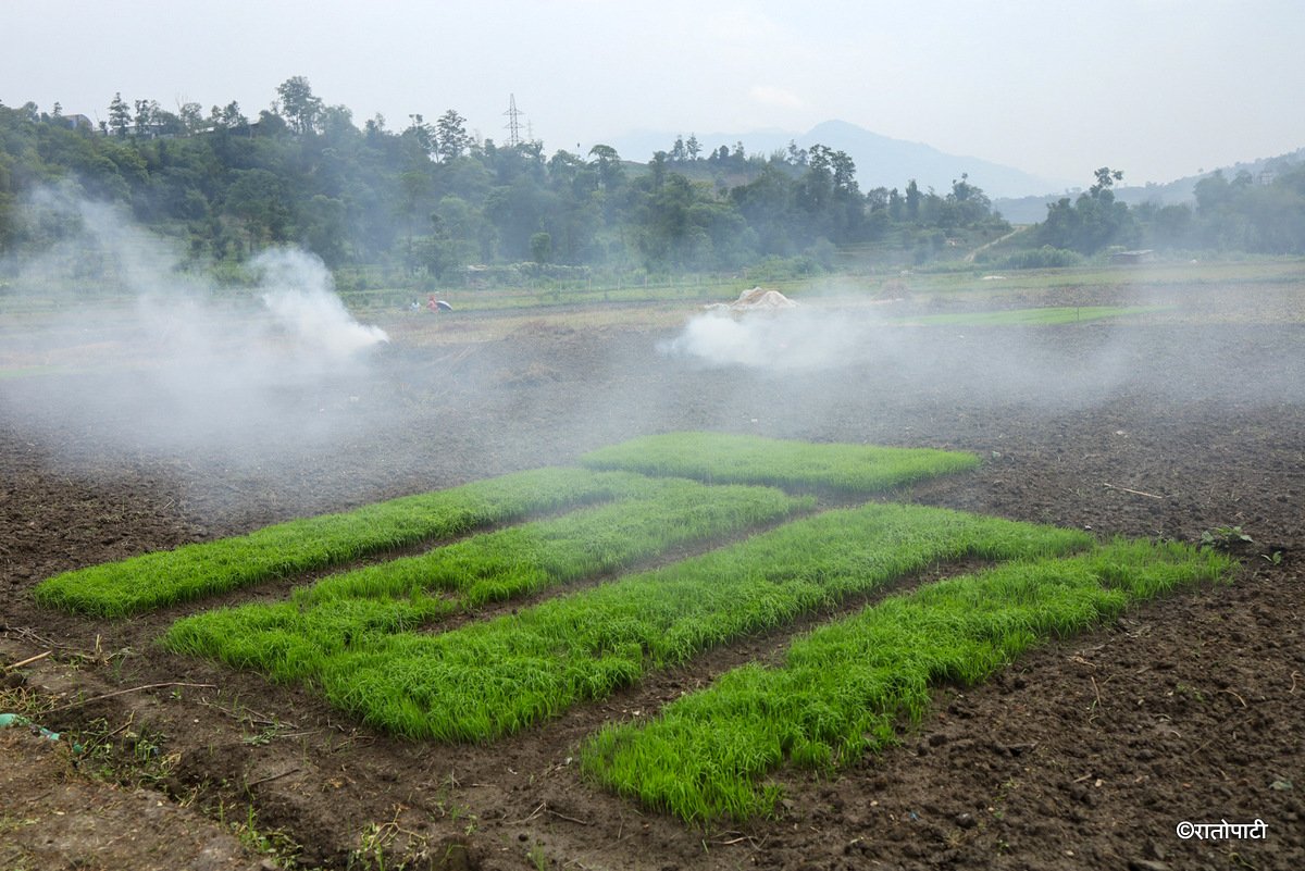 kisan khet agriculture (12)