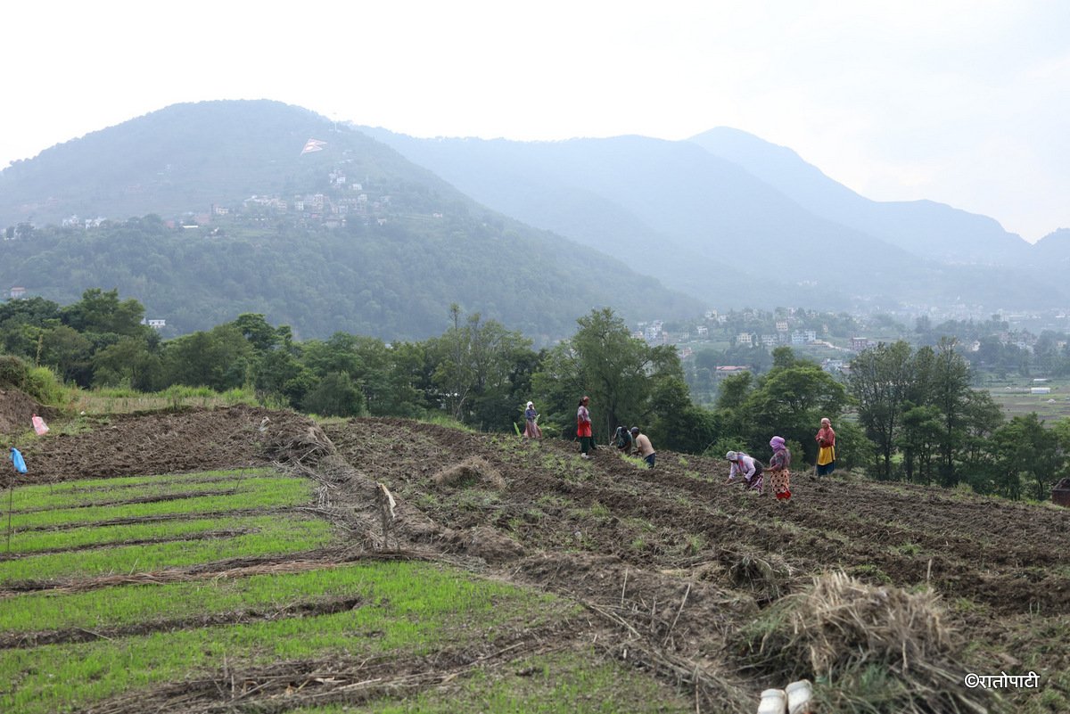 kisan khet agriculture (18)