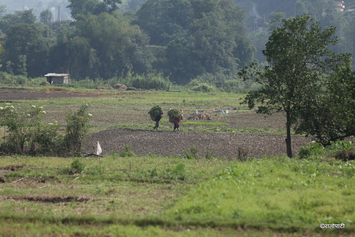 kisan khet agriculture (19)
