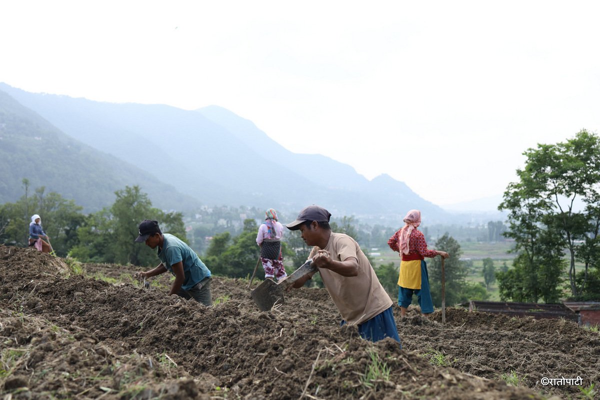 kisan khet agriculture (20)