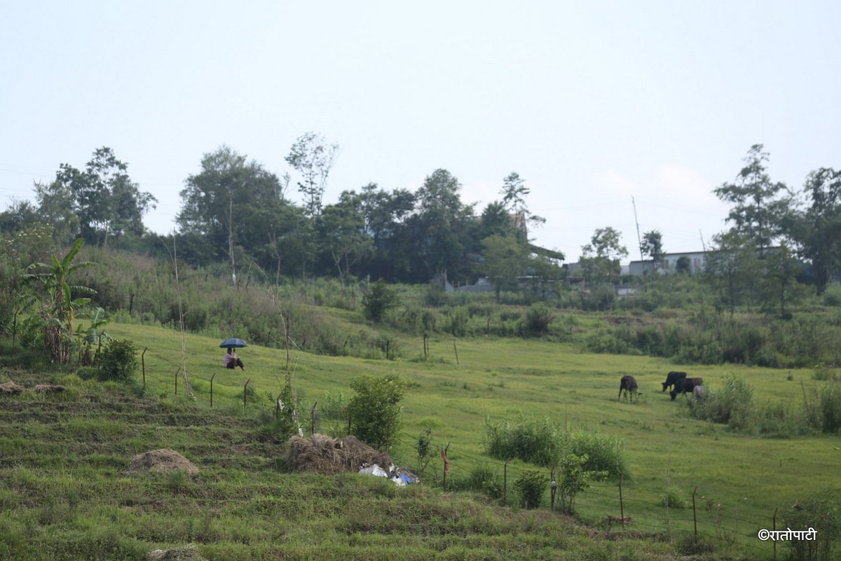 kisan khet agriculture (21)