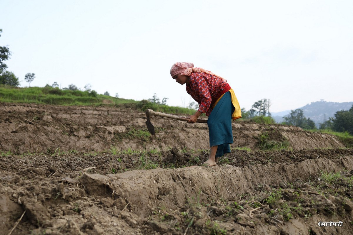 kisan khet agriculture (22)