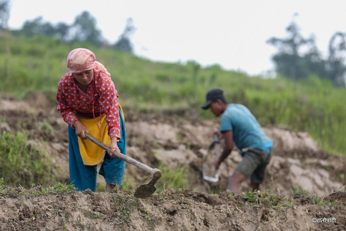 kisan khet agriculture (23)