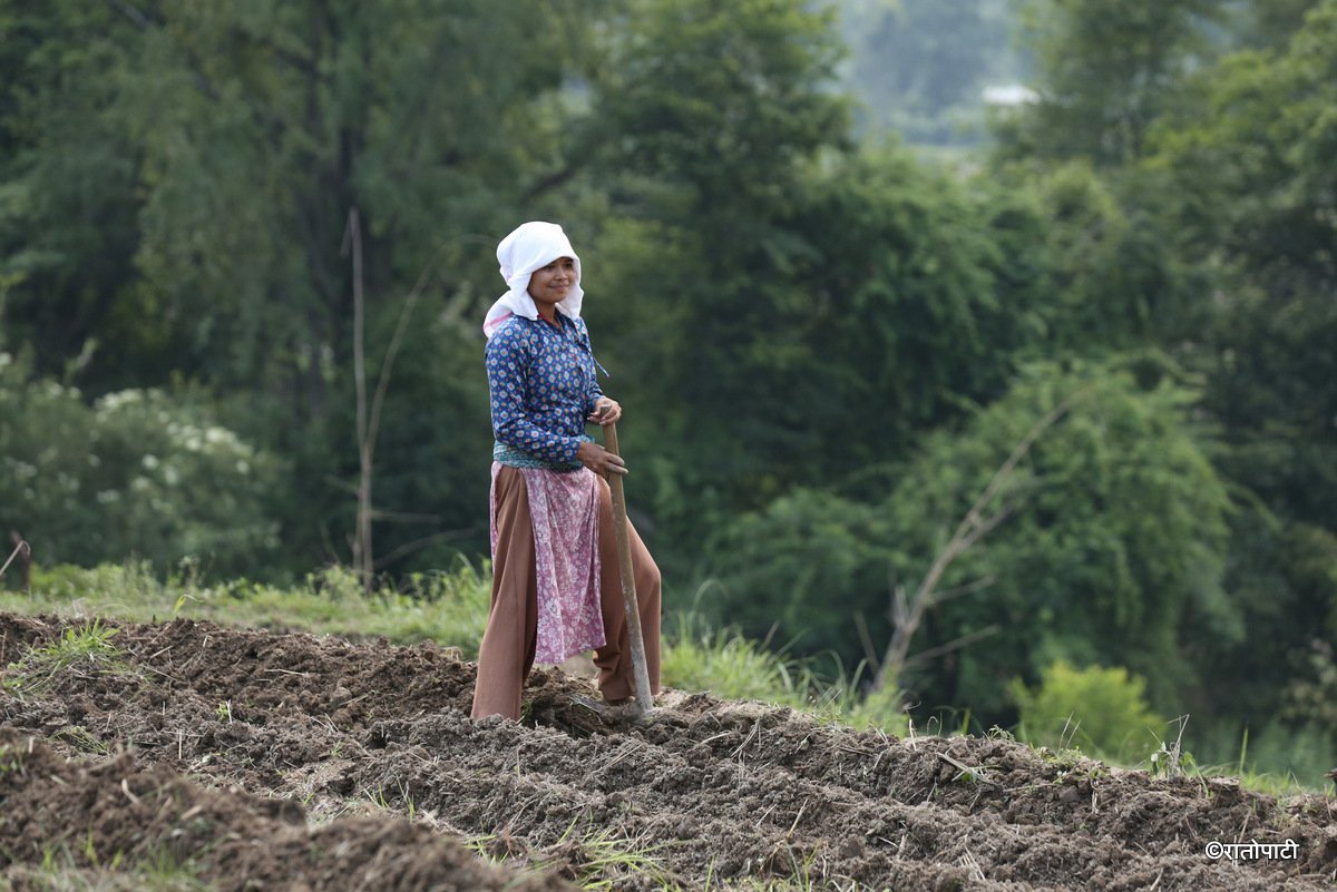 kisan khet agriculture (24)