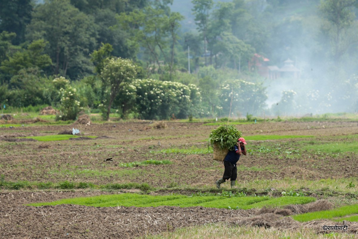 kisan khet agriculture (4)