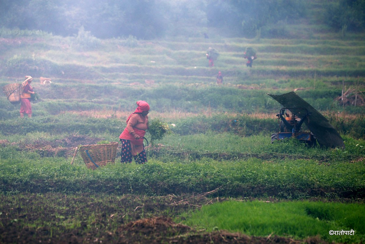 kisan khet agriculture (5)