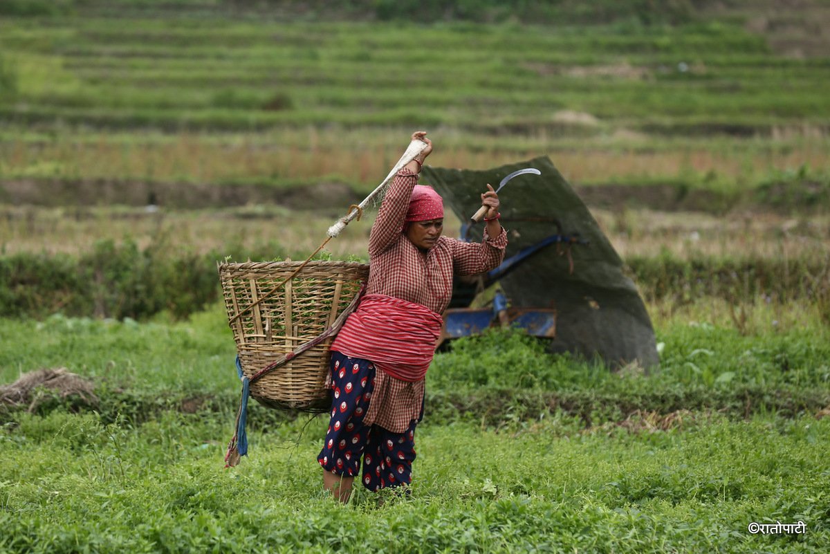kisan khet agriculture (6)