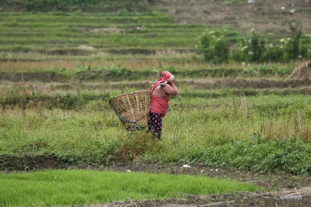kisan khet agriculture (7)
