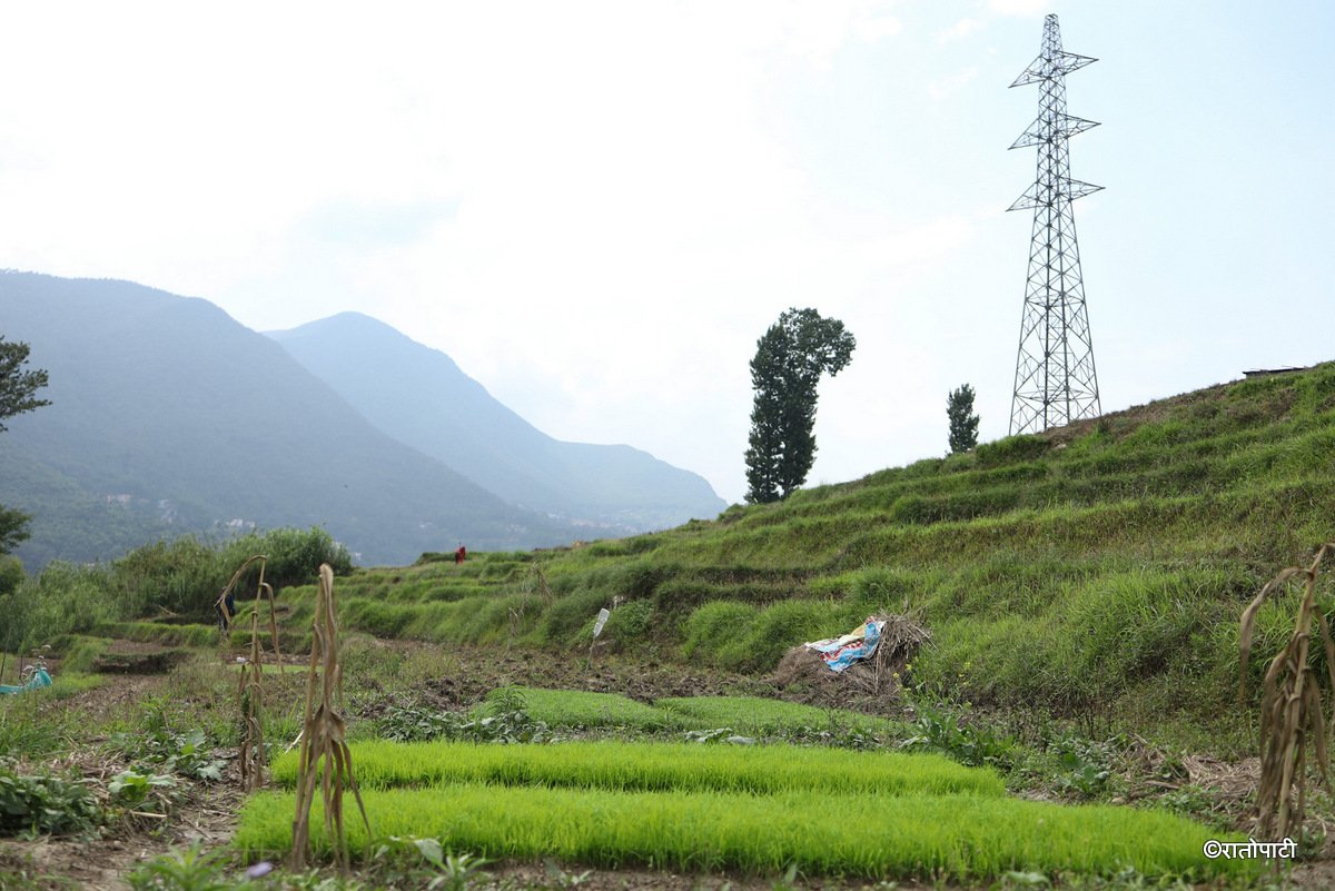 kisan khet agriculture (8)