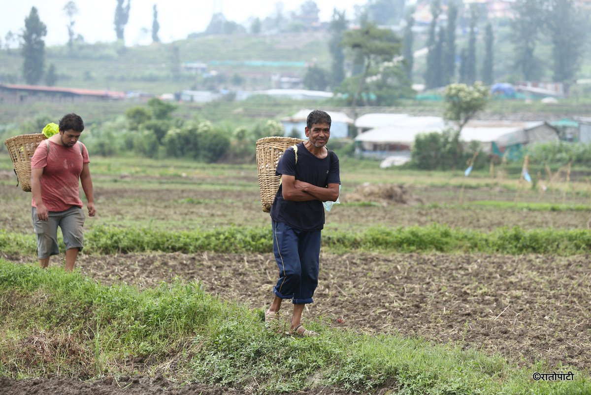 kisan khet agriculture (9)