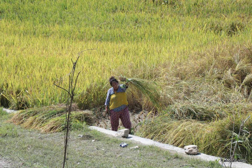 काठमाडौँ उपत्यकाका किसानलाई धान भित्र्याउने चटारो (तस्बिरहरु)