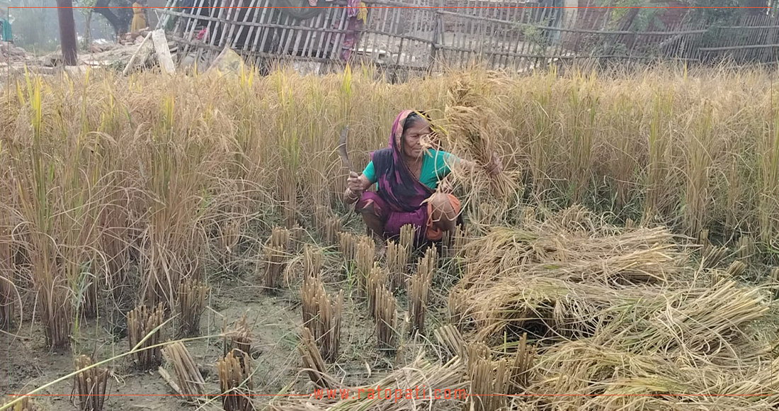   मधेसका प्राकृतिक विपद् प्रभावित किसानलाई राहत प्रदान गर्न बजेट अभाव