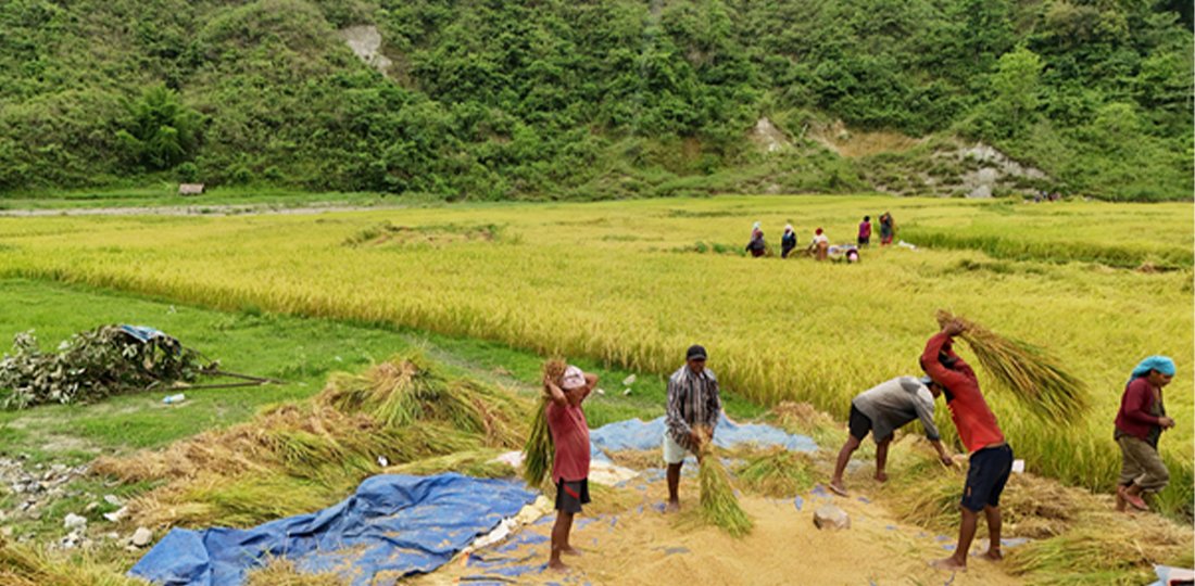   वास्तविक किसानको पहिचान : सूचीकरणझैँ प्रमाणीकरण किन हुन सकेन ?