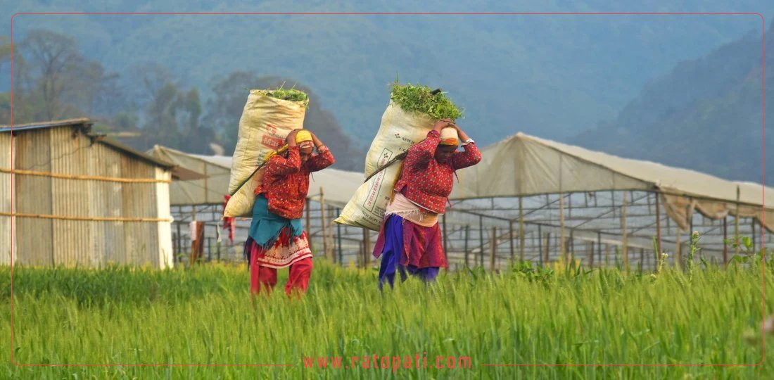 मौसमसम्बन्धी सूचनामा किसानको चासो र पहुँच बढ्दै