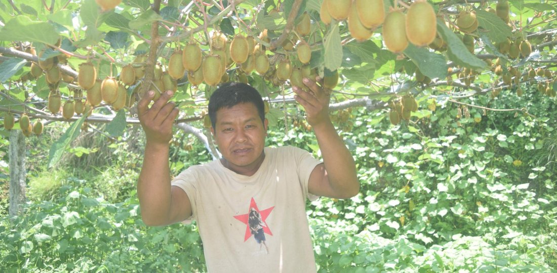   किवी खेतीबाट गाउँमै भविष्य खोज्दै युवा