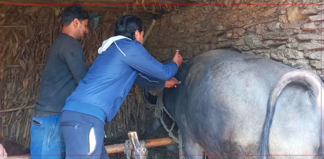   बागलुङमा एक लाख ९३ हजार पशुचौपायालाई खोप