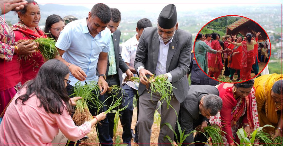   कोदो रोप्न गएका कृषिमन्त्री किसानका गीत सुनेर आए