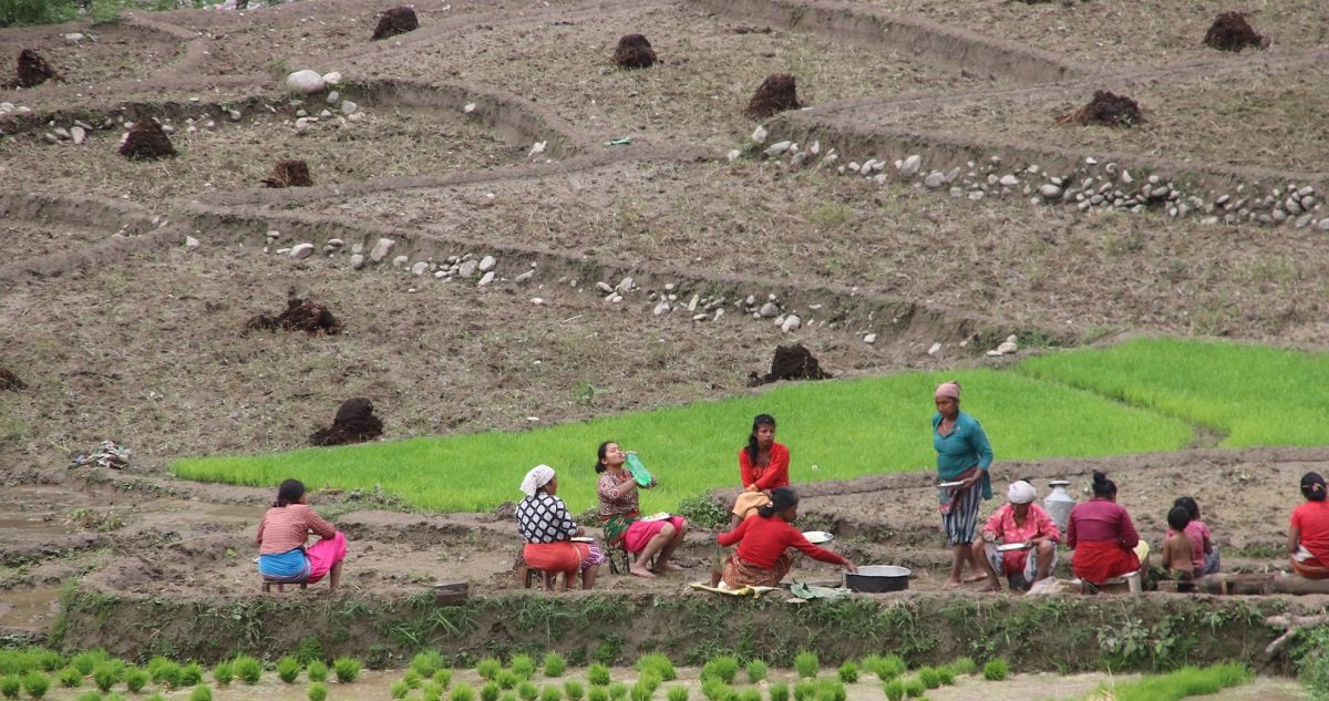 यसपालि हिउँदमा भएन वर्षा, कृषि क्षेत्रमा सबैभन्दा ठूलो असर पर्ने