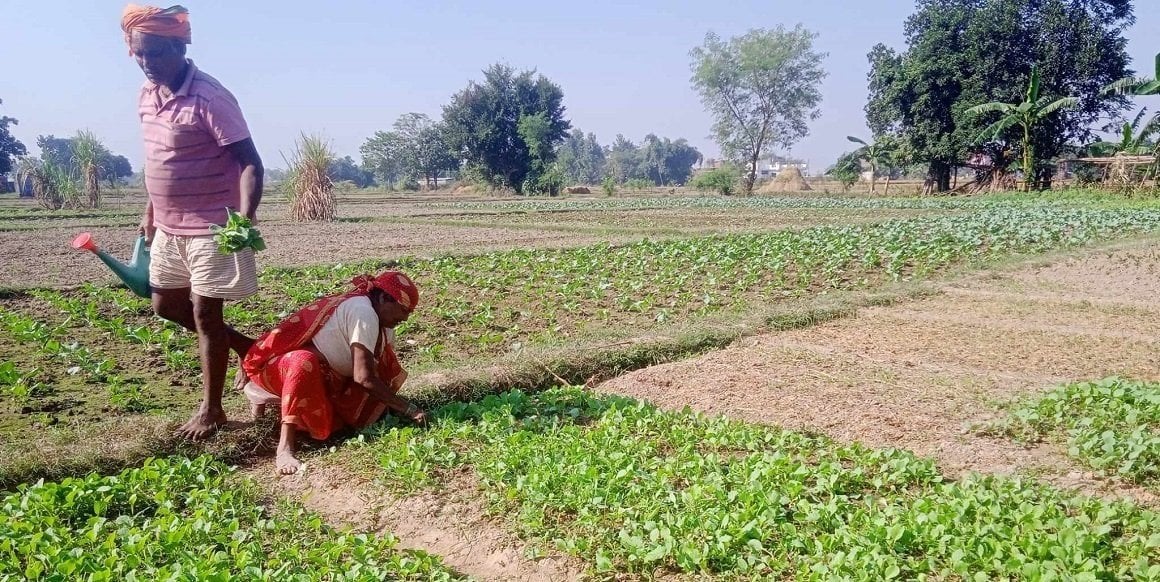लुम्बिनी प्रदेशमा  कृषि उत्पादन घट्दो : कृषि पेसा गर्ने मध्ये ४९ प्रतिशतलाई मात्र खान पुग्छ
