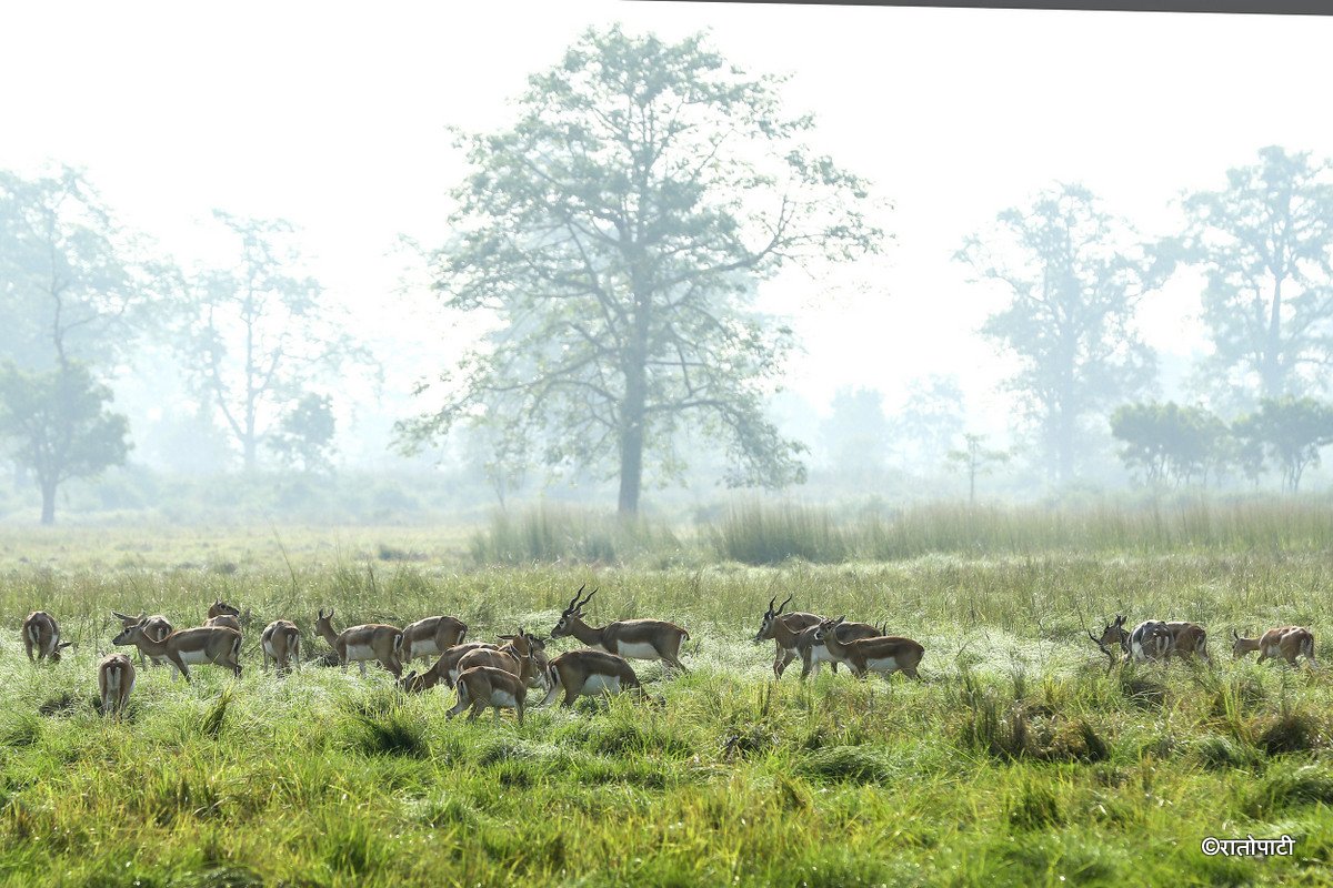 Krishnasar_Blackbuck_Bardiya_NPL_PCT (1)