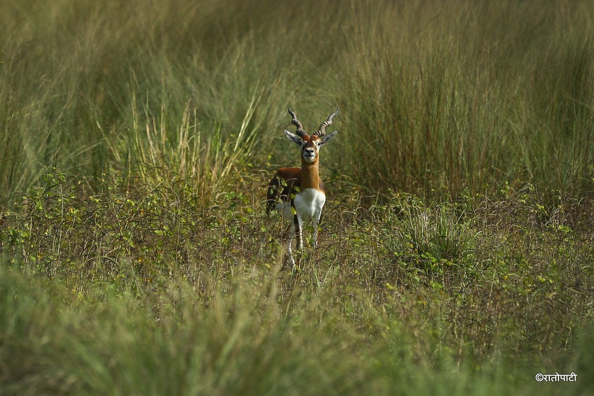 Krishnasar_Blackbuck_Bardiya_NPL_PCT (10)