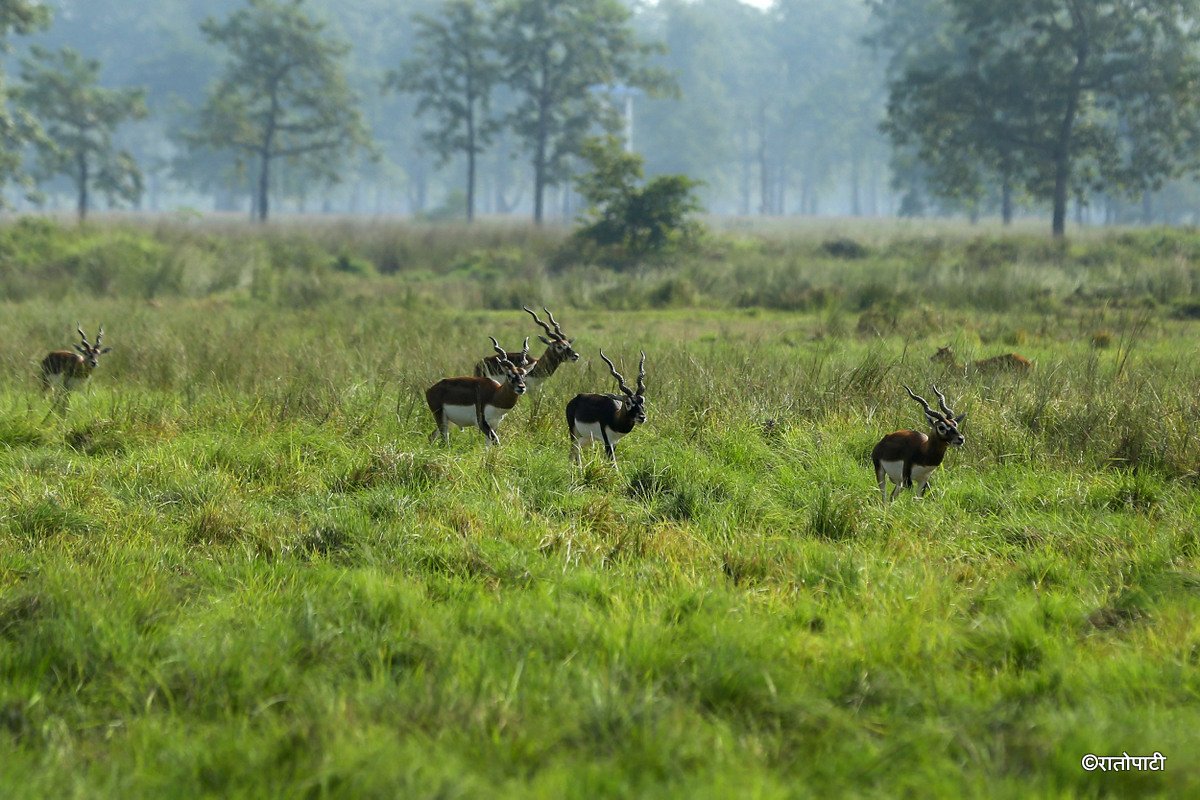 Krishnasar_Blackbuck_Bardiya_NPL_PCT (11)