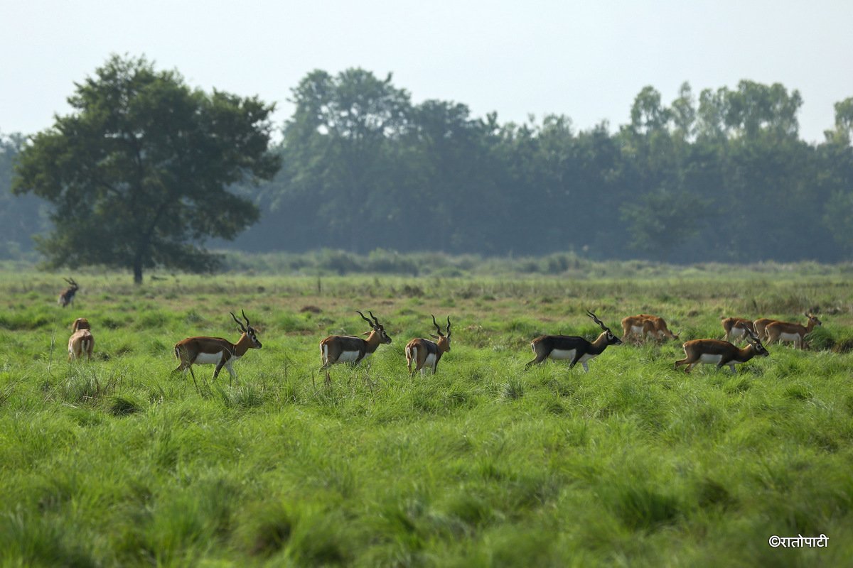 Krishnasar_Blackbuck_Bardiya_NPL_PCT (12)