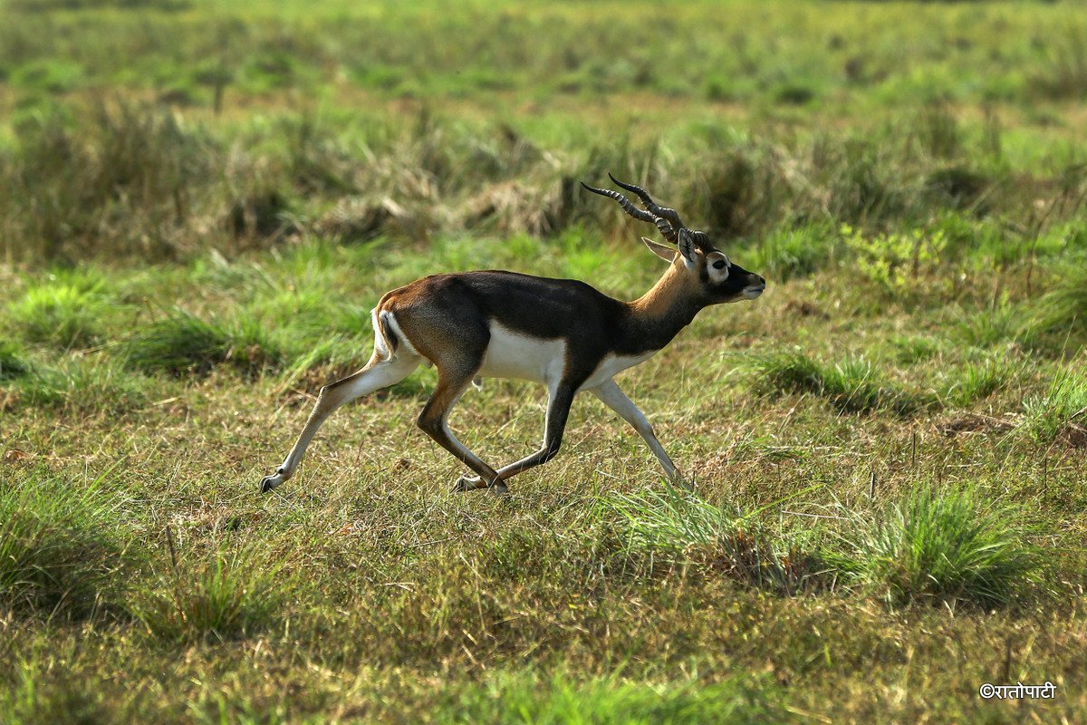 Krishnasar_Blackbuck_Bardiya_NPL_PCT (13)