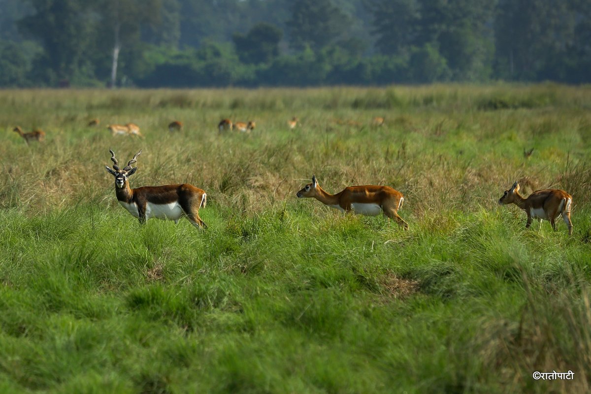 Krishnasar_Blackbuck_Bardiya_NPL_PCT (14)