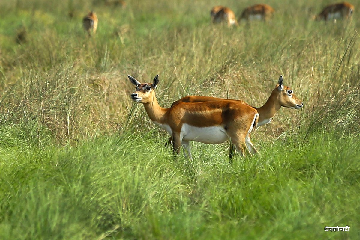 Krishnasar_Blackbuck_Bardiya_NPL_PCT (15)