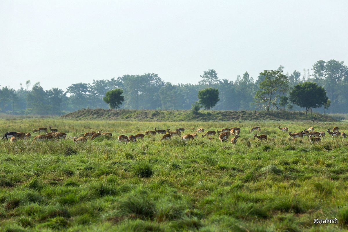 Krishnasar_Blackbuck_Bardiya_NPL_PCT (2)