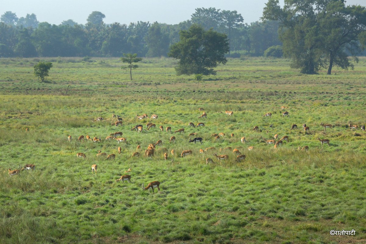 Krishnasar_Blackbuck_Bardiya_NPL_PCT (3)