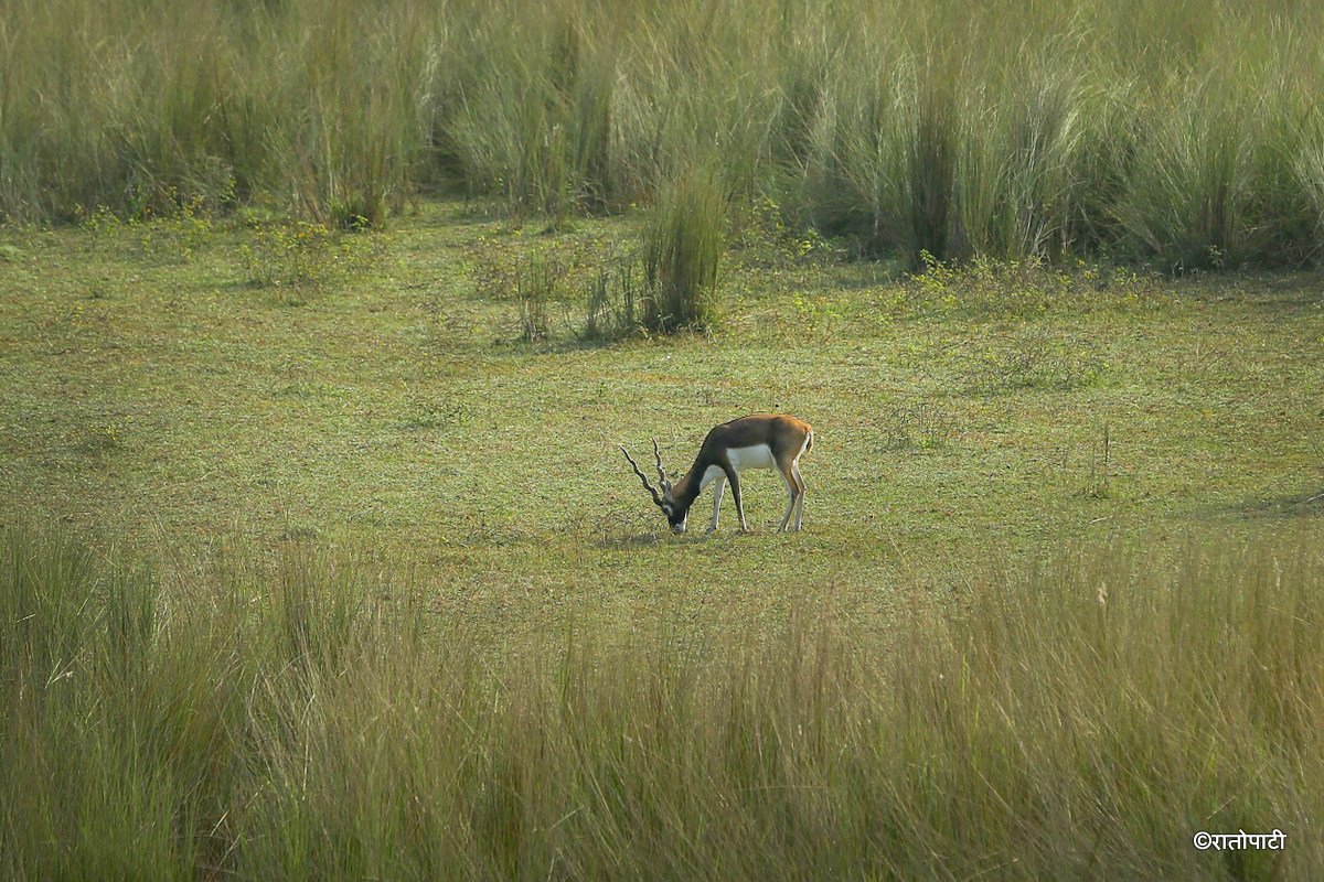 Krishnasar_Blackbuck_Bardiya_NPL_PCT (4)