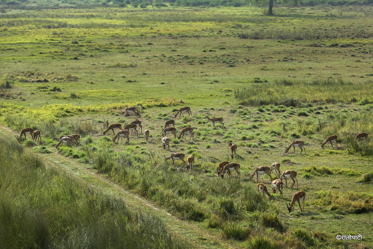 Krishnasar_Blackbuck_Bardiya_NPL_PCT (5)