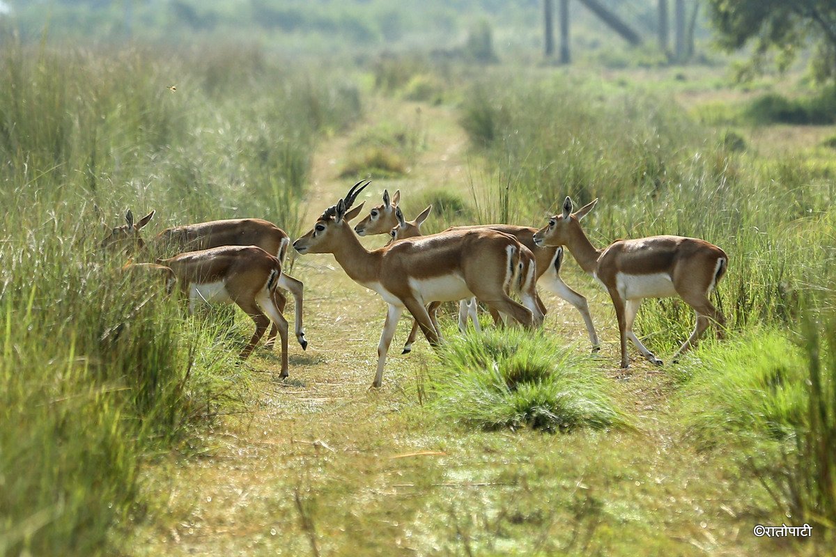 Krishnasar_Blackbuck_Bardiya_NPL_PCT (6)