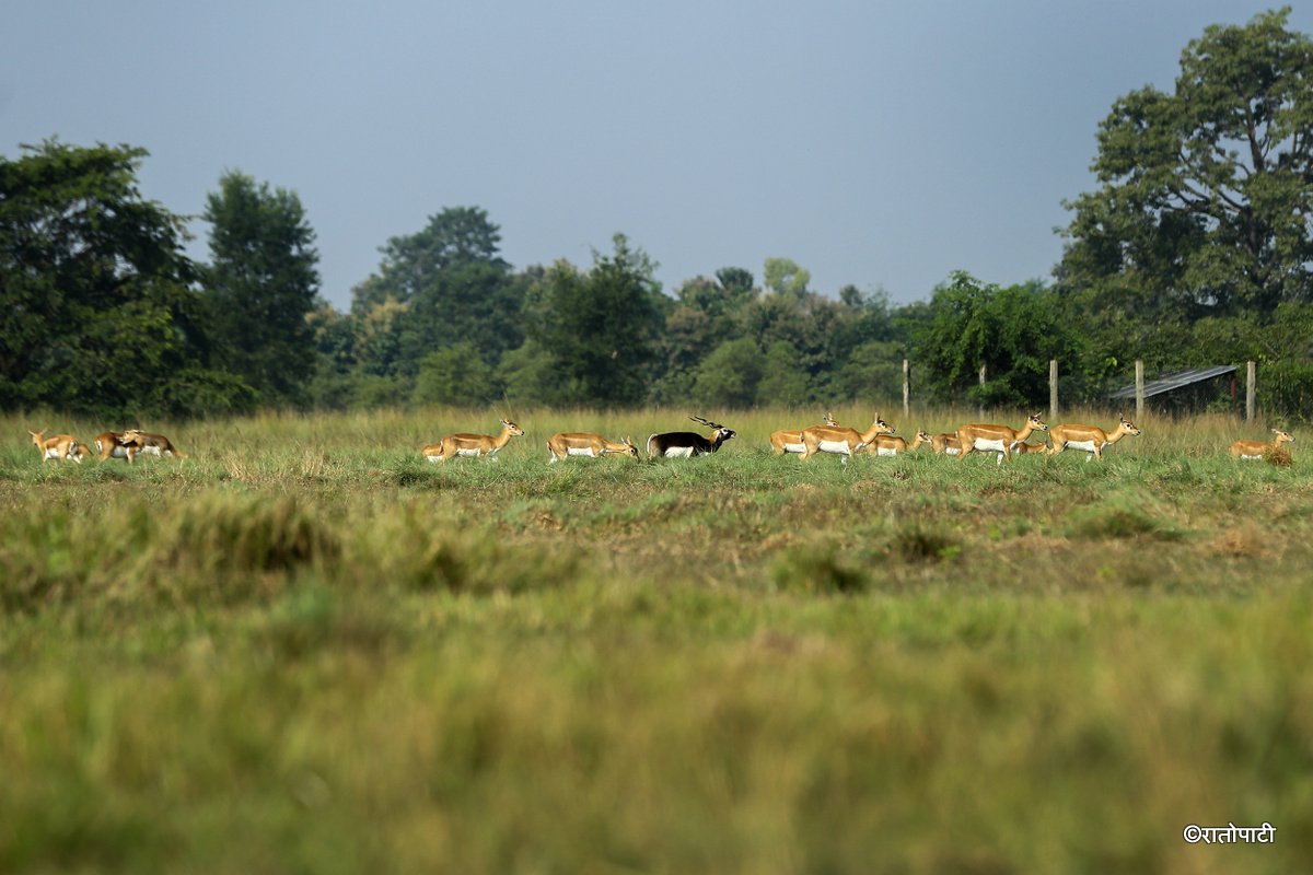 Krishnasar_Blackbuck_Bardiya_NPL_PCT (7)