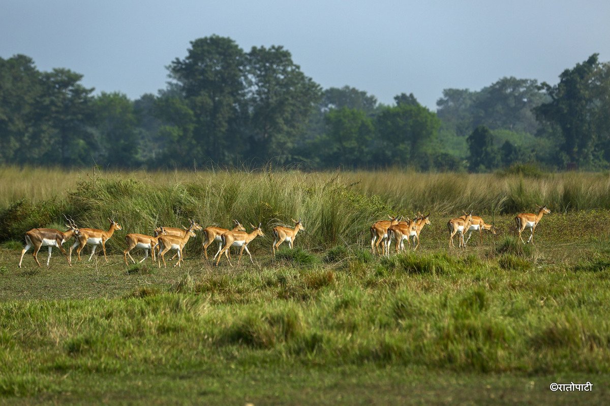 Krishnasar_Blackbuck_Bardiya_NPL_PCT (8)